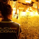 VÍDEO | Desmantelada una plantación de marihuana oculta bajo una nave industrial del Polígono de Toledo 