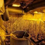 Desmantelan otro cultivo de marihuana en Carranque y Toledo suma ya más de 22.000 plantas incautadas este año