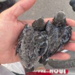 Durante 2022 más de dos centenares de crías de vencejo fueron rescatadas en Toledo tras caer de sus nidos