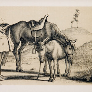 La Mancha a lomos de Rocinante: una ruta a 'tempo lento' para conocer los pasos del ingenioso hidalgo