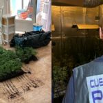 Desmantelados en La Sagra dos cultivos indoor de marihuana
