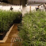 cultivo indoor plantacion marihuana drogas