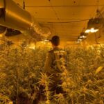 Desmantelan en Santa Olalla un cultivo interior de marihuana con 500 plantas listas para ser recogidas