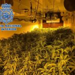 Desmantelan un cultivo de más de 2.000 plantas de marihuana en Seseña que iban a venderse en Rumanía