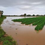 campo agricultura inundacion lluvia precipitacion vendimia viña