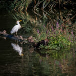 Toledo celebra el Día de las Aves con un paseo ornitológico por la ribera del río Tajo