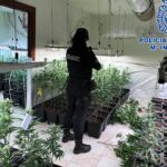marihuana cultivo drogas plantacion