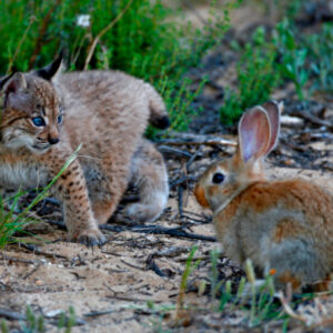 El lince ibérico podría llegar también al Parque Nacional de Cabañeros y a la finca Quintos de Mora
