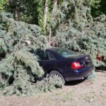 Árboles, ramas, tejas o farolas caídas: el fuerte viento causa estragos en Toledo