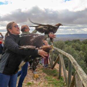 Un águila real sobrevuela de nuevo el cielo toledano