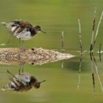 ave naturaleza pajaro rio fotografia concurso