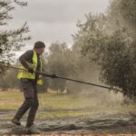 Olivos de los Montes de Toledo se suman al proyecto piloto 'Sumidero CO2' para reducir "los daños por los gases efecto invernadero"