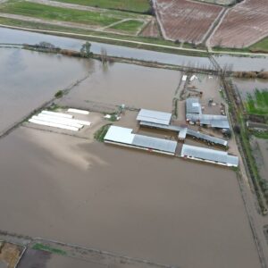 La crecida de un arroyo entre Talavera la Nueva y Alberche anega granjas con 1.500 cabezas de ganado afectadas