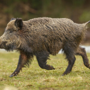 El poder de las escopetas