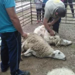 Esquileo de ovejas, una práctica que tiende a desaparecer Foto Ayuntamiento de Arbancón