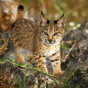 El Borril contará con el primer hábitat para el lince ibérico en Castilla-La Mancha
