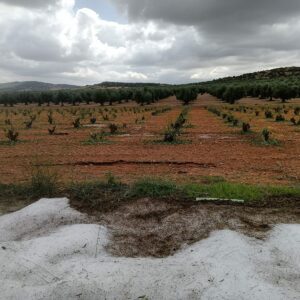 El granizo daña unas 200 hectáreas de cultivos agrícolas en Manzaneque, según Asaja