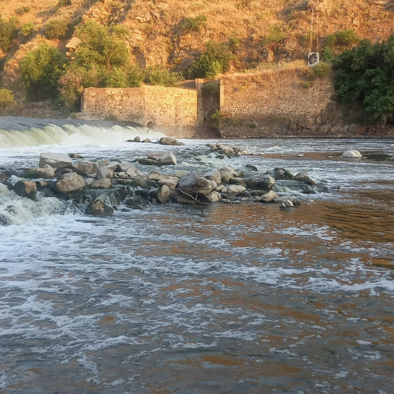 La Cátedra del Tajo da "un tirón de orejas" a las administraciones por el "retraso" para mejorar la situación del río