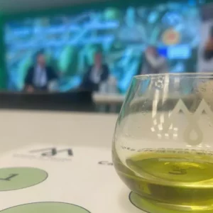 La cosecha del aceite de oliva de la DO Montes de Toledo en 2024: "Magnífico, el mejor de los últimos años"