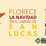 Florece la Navidad en San Lucas horizontal