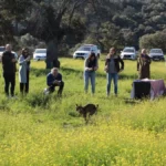 Nuevos linces ibéricos liberados en Castilla-La Mancha