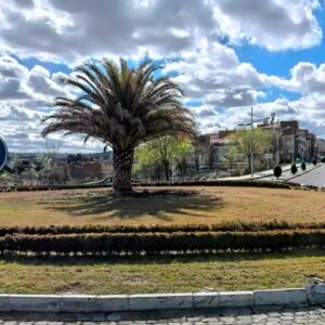 Un escarabajo picudo rojo provoca la tala de la palmera canaria de la avenida de Madrid