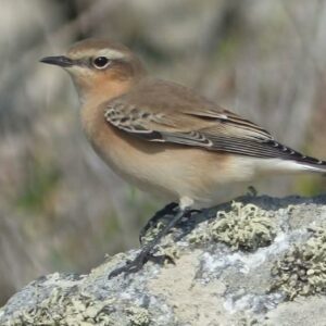 Toledo acoge un taller de identificación de cantos de aves urbanas