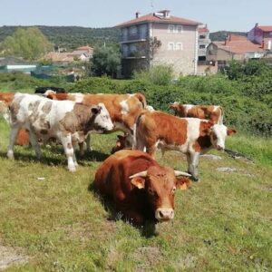 Pelahustán celebra su Feria Ganadera con degustaciones, exhibiciones o un mercado artesanal