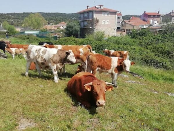 Tradición, divulgación y entretenimiento: Pelahustán celebra su Feria Ganadera