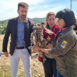Un búho real, dos halcones, una lechuza y un cárabo ya son libres tras recuperarse en el CERI de Sevilleja de la Jara