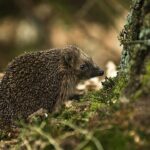 1083px-West_European_Hedgehog_(Erinaceus_europaeus)1