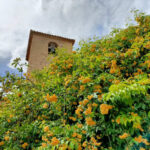 Jardín de San Lucas. - CONSORCIO