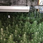 Plantación de marihuana 'indoor' intervenida por la Policía Nacional en Talavera de la Reina (1)