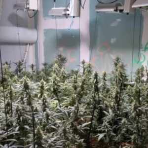 Operación 'Manchagreen': desmantelan dos plantaciones en Villanueva del Alcardete y Quintanar