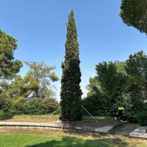 Trasplantan un ciprés en la Vega, donde habrá 61 nuevos árboles pero se desconoce cuántos se retirarán