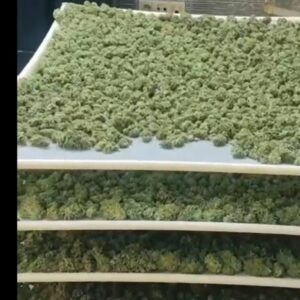 Detenidas nueve personas por tráfico de drogas y pertenencia a grupo criminal en Yuncler