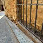 ALTAVOZ VECINAL | Vecinos de Toledo denuncian con imágenes la presencia de ratas en distintos barrios