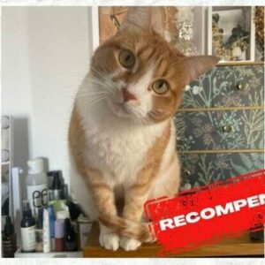 Buscan a Chuchi en el Casco Histórico