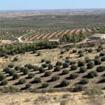 Olivares de Mora
