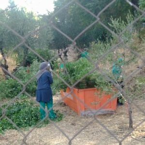 CCOO denuncia que los trabajadores del Plan de Empleo de Toledo realizan labores en jardines privados