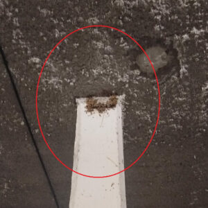 Un investigado en Recas por destruir diez nidos y causar la muerte de varias crías de golondrinas en el interior de un garaje