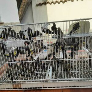 Detenidos en La Puebla de Montalbán nueve integrantes de un clan familiar por intento de asesinato