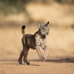 Fernando O'Farrill, de México a Ciudad Real para captar al lince ibérico: "Detrás de cada foto hay una historia increíble"