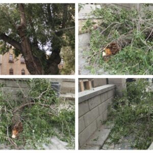 Se cae una gran rama de uno de los olmos de Siberia de la plaza del Ayuntamiento de Toledo