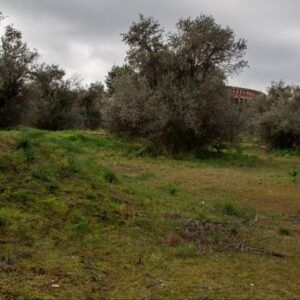 ARBA Toledo después de la presentación de la Ciudad del Cine: "El resultado son paisajes artificiales y favorece las especies invasoras"