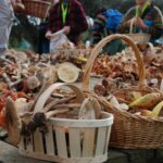 Navamorcuende acoge las Jornadas Micológicas del 14 al 16 de noviembre y el plazo de inscripción ya está abierto setas boletus