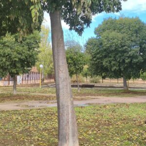 El omnipresente Safont: parque, aparcamiento, presa y remonte en Toledo