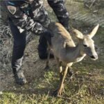 La Policía Local de Toledo rescata a un corzo de una alberca y lo devuelve al entorno natural corzo toledo
