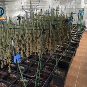 Cuatro detenidos tras desarticular una plantación de marihuana en un domicilio de Ugena muy próximo a un centro escolar
