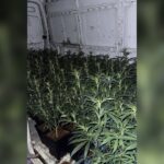 La Guardia Civil de Escalona detiene a dos personas que llevaban 124 plantas de marihuana en una furgoneta Marihuana